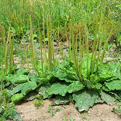 QAUZUY GARDEN 500 Seeds Broadleaf Plantain Seeds Plantago Major Non GMO Organic Medical Plant Seeds for Private Garden Fast Growing Low Maintenance
