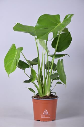 Monstera deliciosa - 50-60cm - Ø17cm - Zimmerpflanze - Immergrün