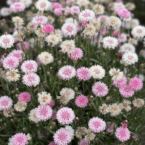 Cornflower 'Tom Pouce Pink' Seeds - Compact and Sturdy Variety with Double Pink Blooms - Ideal for Cutting - Easy-to-Grow Flowers for Charming Garden Borders - 1x Seed Packet by Thompson & Morgan