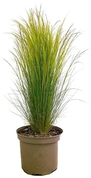 Stipa Natural La Planta Ornamental que Hará Brillar tu Jardín