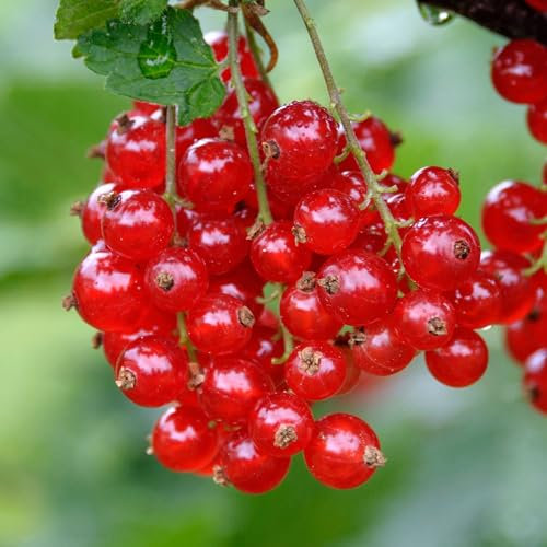 Redcurrant Rondom - Ribes Rubrum Outdoor Fruit Plants Garden Ready - Patio Fruit Plants Outdoor Garden Ready - Grow Your Own (3 Litre Pot, 30-50cm)