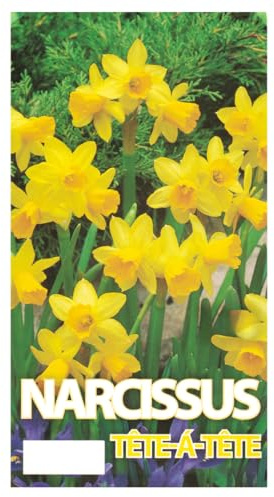 Narzissen Tete-A-Tete Bio, winterharte Blumenzwiebeln für Garten und Balkon (100)
