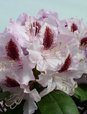 Rhododendron Hybride Humboldt 40 cm hoch im 4 Liter Pflanzcontainer