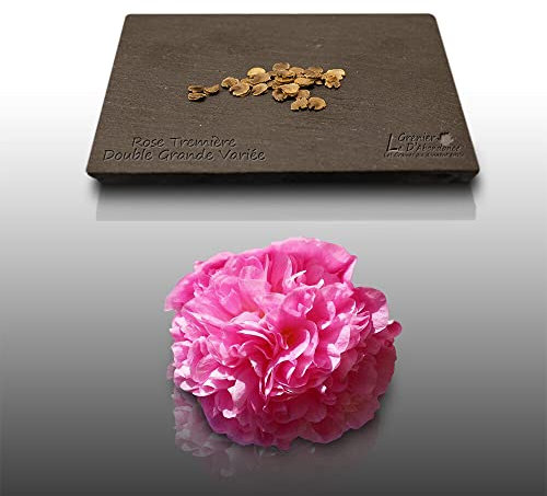 15 graines Fleurs à semer - Le Grenier d'Abondance - ROSE TREMIERE à fleurs doubles - Alcea rosea