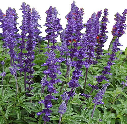 Salvia farinacea 'Victoria Blue' / Mealy Cup Sage/Blue Flowers/Seeds