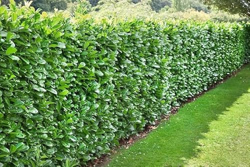[x25] Cherry Laurel | Evergreen Hedging | Fast Growing | 30-60cm | P9 Pots