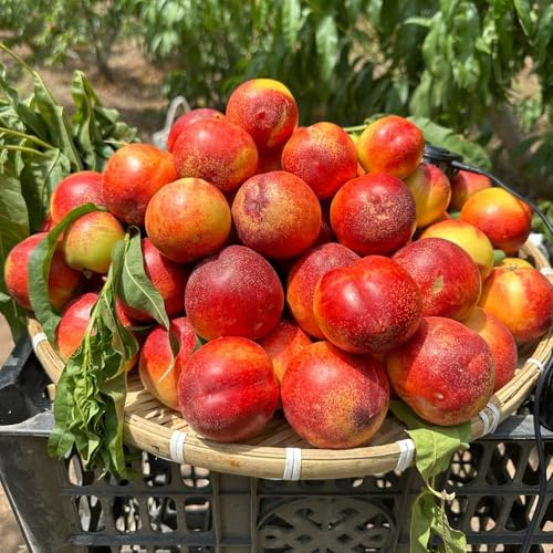 pesco, pesco da spalliera Prunus persica sostenibili rari da colonnari rialzata in vaso per uso 5semi