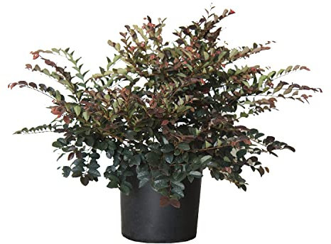KENTIS - Loropetalum Chinensis Fire Dance - Vraies Plantes d'Extérieur Sempervirens et Résistantes - H 50-60 cm Pot de Ø 24 cm