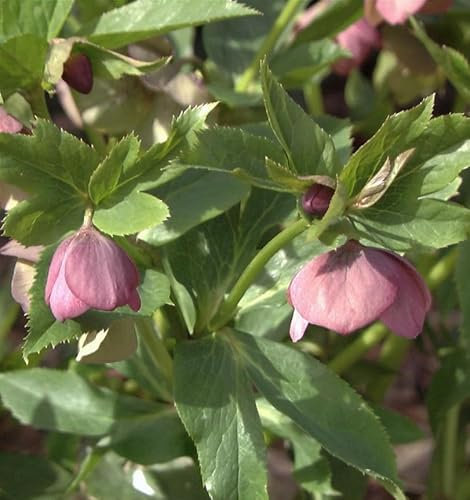 Christrose Lenzrose Red Spotted - Helleborus orientalis - lebende Gartenpflanze aus den Baumschulen