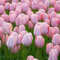 Bulbi Tulipani Da Fiore Perenni Resistenti All'Inverno Bulbi Ornamentali Decorazione Giardino Per Balcone Esterno Decorazione Floreale Piante In Vaso Resistenti 20 Bulbi Di Tulipano Leggermente Rosa