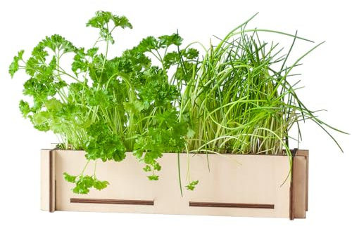 Postes de hierbas - semillas de perejil y cebollino + bandeja de cultivo de madera