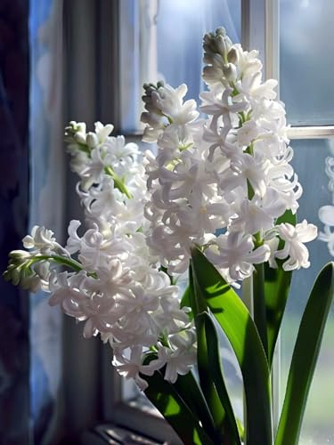 Hyacinth Bulbs Mix Golden Jade Carving Feels Perfect UK Now Simple Planting Perennial Strong Plants That Grow Well