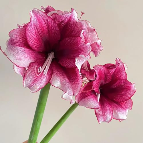bulbi Amaryllis - Hippeastrum rutilum tagliati balcone con letti elevati interni esotici riverdimento tetti resistenti giardino 3pcs