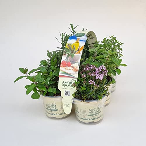 Piante di erbe aromatiche in vaso (24)