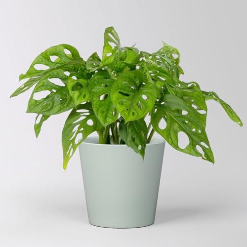 Monstera adansonii mit Keramiktopf Dallas gletscherblau, Topf-Ø 12 cm