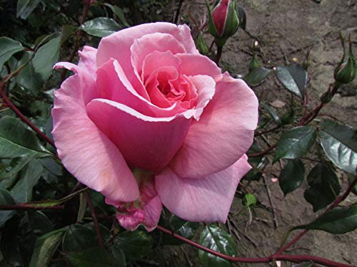 Always Remembered - 5.5lt Potted Hybrid Tea Garden Rose Bush - Exclusive Large Salmon Flushed Fragrant Blooms - Gift Rose