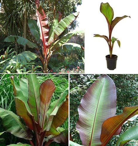 Ethiopian Red Banana Ensete Ventricosum 5 Seeds