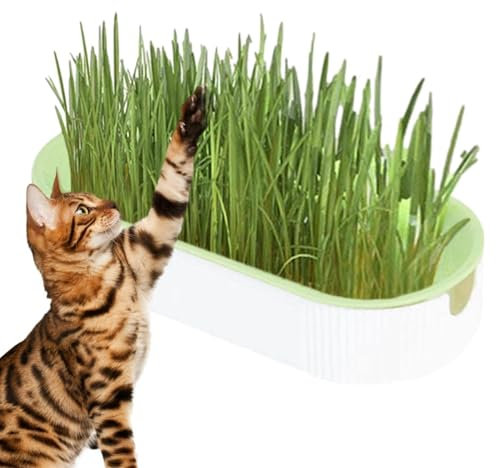 Katzenminze Set – Katzen-Snack-Set | -Tablett in Form einer Katzenminze, kreativer Blumentopf für Zuhause, Kinderzimmer, Balkon, Terrasse, Weiß, 21