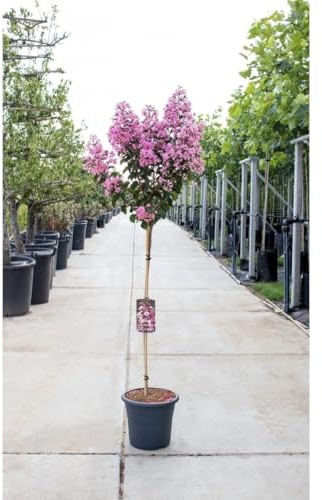 Lagerstroemia indica Rosa pianta ad alberello in vaso ø26 cm h. 100/120 cm circa Vivaio di Castelletto