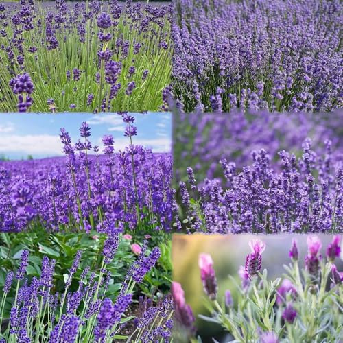 semi di lavanda perenni resistenti semi selvatici perenni resistenti prado de exoticas 1000pcs