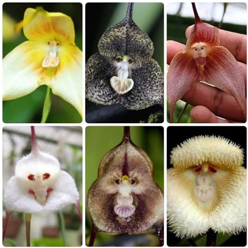 semi di orchidea faccia di scimmia, giardino sono resistenti Dracula simia, orchidea scimmia, esotici, campo, 300pcs