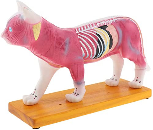 Anatomisches Modell für Katzen-Akupunktur, professionelles anatomisches Modell für Katzen mit Display-Basis, Schullabor-Studienmodell mit 36 Akupunkturpunkten