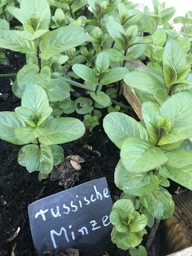 'Menta piperita russa' BIO pianta erbacea menta