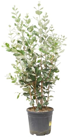 Verdecora Feijoa en maceta de 10L | Acca sellowiana | Arbusto Frutal de Exterior con Flores Exóticas y Frutos Comestibles | Ideal para Huertos, Jardines y Terrazas