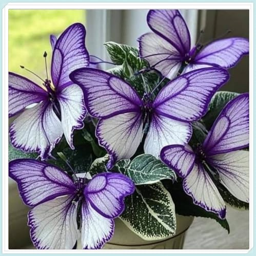 Colorful Butterfly Hosta — Wurzeln — Verströmt einen zarten Veilchenduft — Eine seltene Hosta— Pflegeleicht — Ein idealer Gartenakzent — (Kein Kunstprodukt)-2 Wurzeln-J