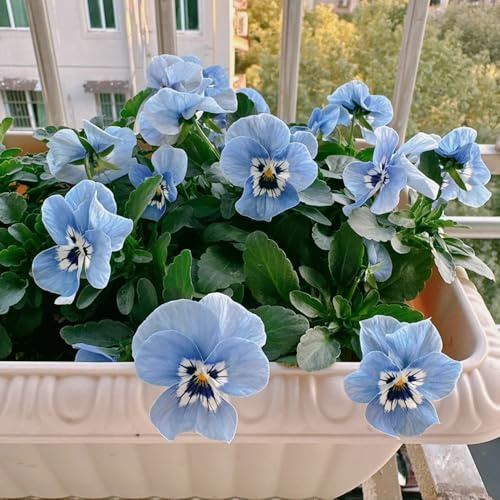 semi di viola del pensiero - decorazione da giardino perenni resistenti 300pcs