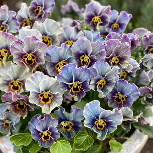 semi di viola del pensiero - perenni resistenti, in vaso decorazione da giardino 750pcs