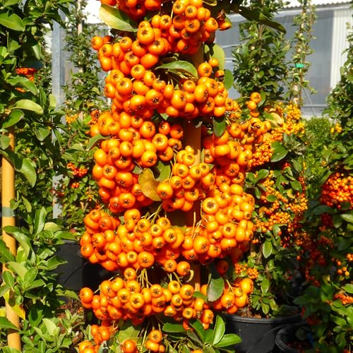 Pyracantha a bacca arancione, 10 piante alte 30/40 cm, vaso 8