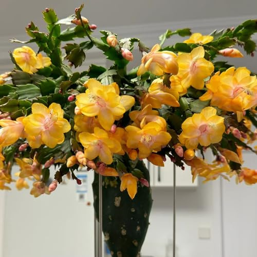 cactus di Natale in vaso da ufficio autunnali, resistenti, mix di grasse e selvatici, primaverile insoliti stanza con 350semi