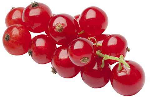 Rote Johannisbeere Ribes rubrum 'Jonkheer van Tets' 60-70 cm – Frühe Ernte, Süß-Säuerlich, Winterhart, Ertragreich – Ideal für Garten & Balkon