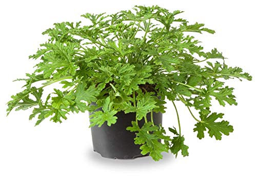 Geranio Limón La Planta Decorativa y Fresca que Necesitas en tu Hogar