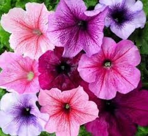 Petunia- (Petunia Multiflora F2) - Mezcla de venato - 100 semillas; solo semillas