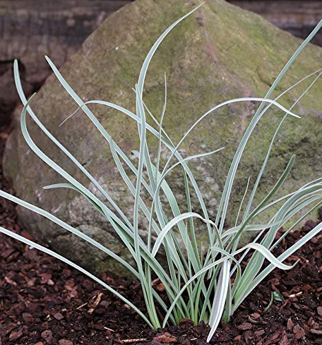Zimmerknoblauch - Tulbaghia violacea - lebende Gartenpflanze aus den Baumschulen