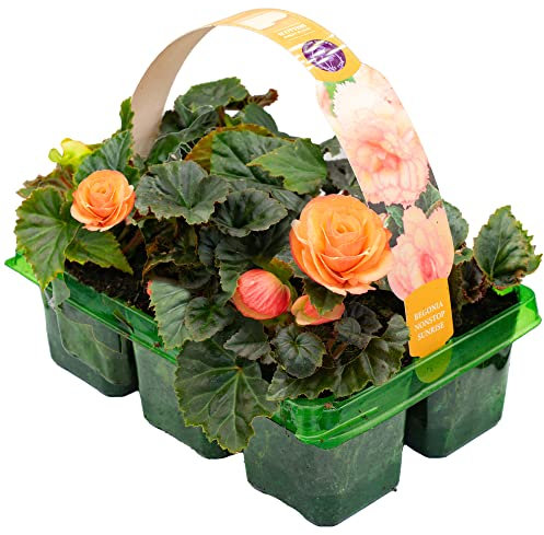 Begonia Non-Stop Sunrise | Hardy Garden Ready Plants | Flowering Hanging Basket Plants with Stunning Summer Flowers (6 Pack)