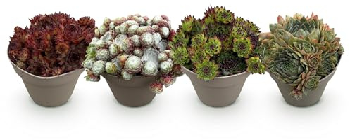 Green boutiQ - Plante couvre-sol - Rustique - Sempervivum Big Sam - 4 Plantes - Couleurs variées - Peu d'entretien - Pot 14cm Hauteur 17cm