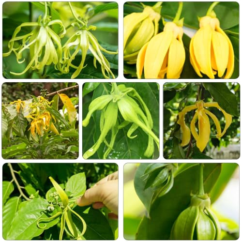 ylang ylang kräutersamen blumensamen pflanztöpfe winterharte stauden für pralle sonne steinpflanzen winterhart indoor garten balkon garten exotische zimmerpflanzen hängepflanzen 10samen
