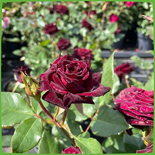 Edelrose Black Baccara in Schwarz-Rot - Duftrose winterhart - Rose mittel-stark duftend, wurzelnackt /Wurzelware von Garten Schlüter - Pflanzen in Top Qualität