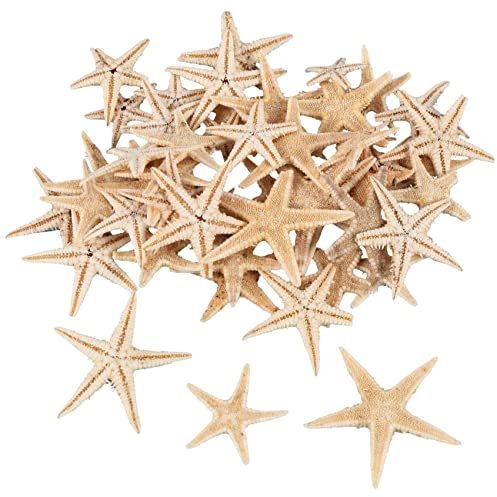 GROCKSTR Estrella pequeña de concha de mar para manualidades de playa, 0.4 a 1.2 pulgadas, 90 unidades
