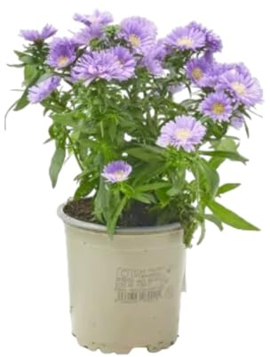 Verdecora Margarita Aster en maceta Ø13cm | Planta Natural de Exterior | Flores Coloridas y Resilientes | Ideal para Jardines y Terrazas