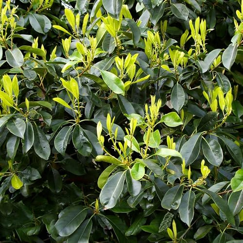 Photinia red robin - balcone con letti elevati semi di decorazione decorazione ufficio resistenti giardino 500pcs