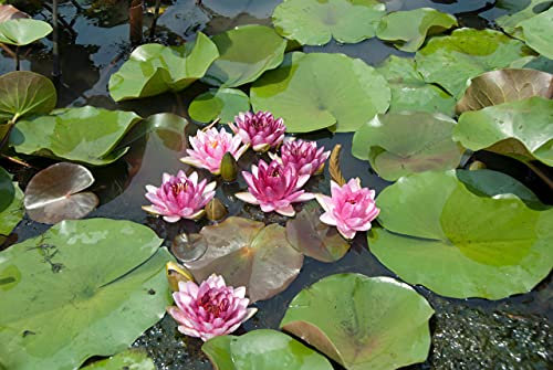 Lincolnshire Pond Plants Ltd - Perrys Almost Black Water Lily - Live Water Plant Aquatic Pond Lake Marginal - Loose