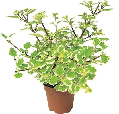 Planta del Dinero Variegata Plectranthus Coleoides Color Blanco y Verde
