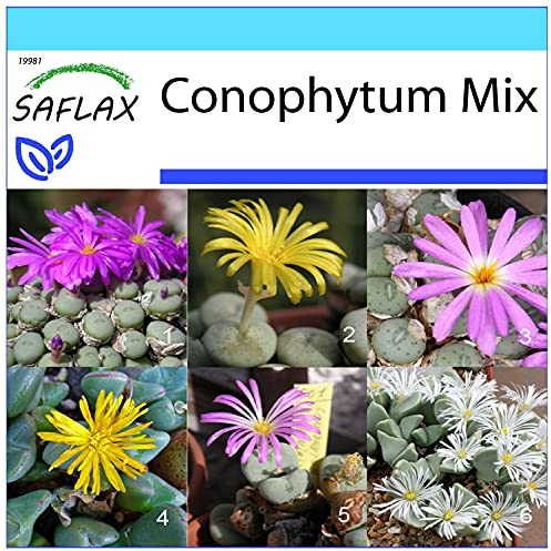 SAFLAX - Geschenk Set - Sukkulenten - Blühende Steine/Conophytum Mix - 40 Samen - Mit Geschenk- / Versandbox, Versandaufkleber, Geschenkkarte und Anzuchtsubstrat - Conophytum Mix