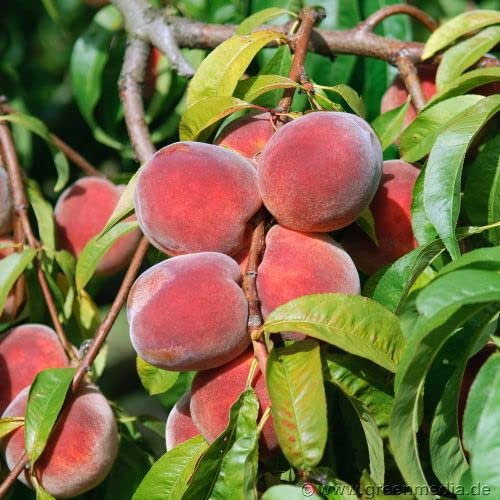 Pfirsich 'Red Haven' ca. 150cm im 7,5 Liter Topf