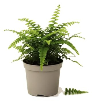 Planta Natural Nephrolepis Exaltata DECOALIVE - Helecho de Boston 12 cm Maceta 25 cm para Espacios con Estilo