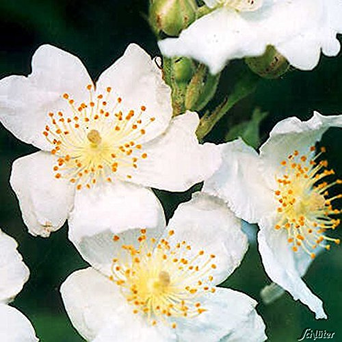 GARTEN SCHLÜTER® Rosa multiflora